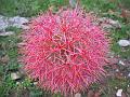 Blood Lily